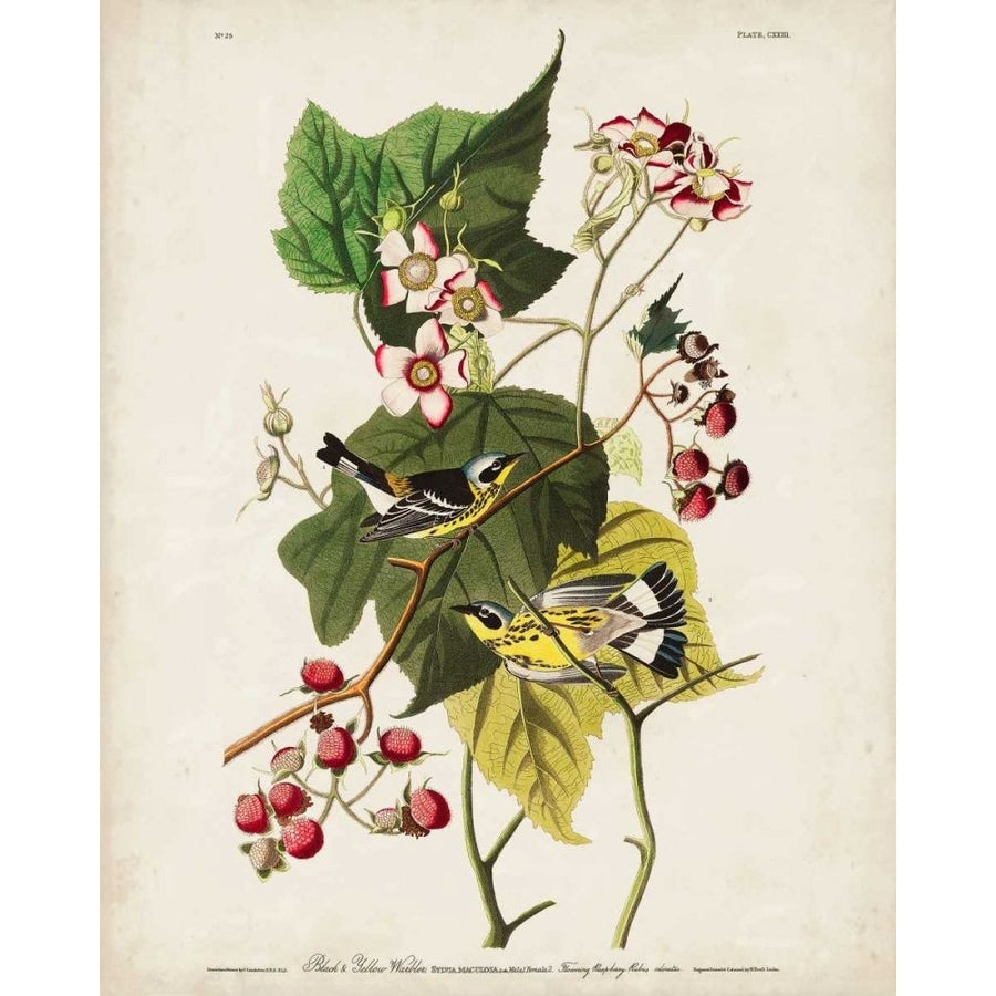 Pl 123 Black and Yellow Warbler Poster Print - John James Audubon-VARPDX168657Z Image 1