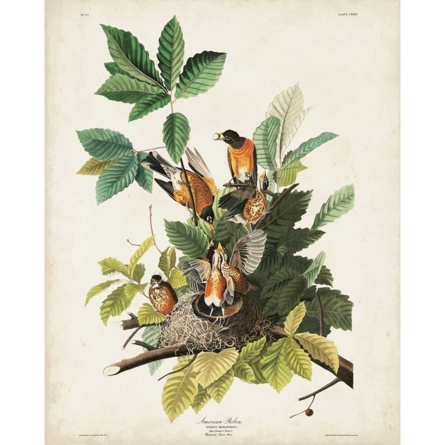 Pl 131 American Robin Poster Print - John James Audubon-VARPDX168669Z Image 1