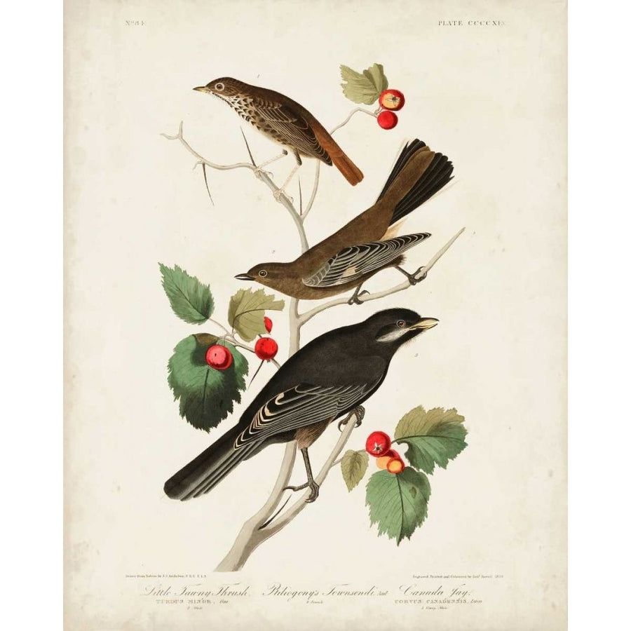 Pl 419 Little Tawny Thrush Poster Print - John James Audubon-VARPDX168645Z Image 1