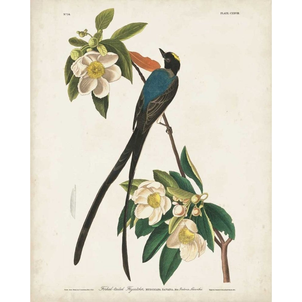 Pl 168 Fork-tailed Flycatcher Poster Print - John James Audubon-VARPDX168655Z Image 1