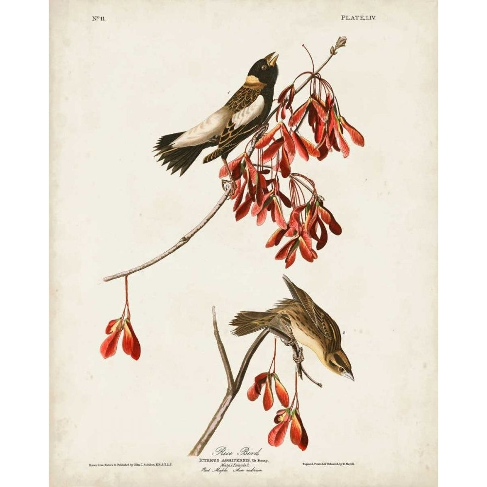 Pl 54 Rice Bird Poster Print - John James Audubon-VARPDX168666Z Image 1