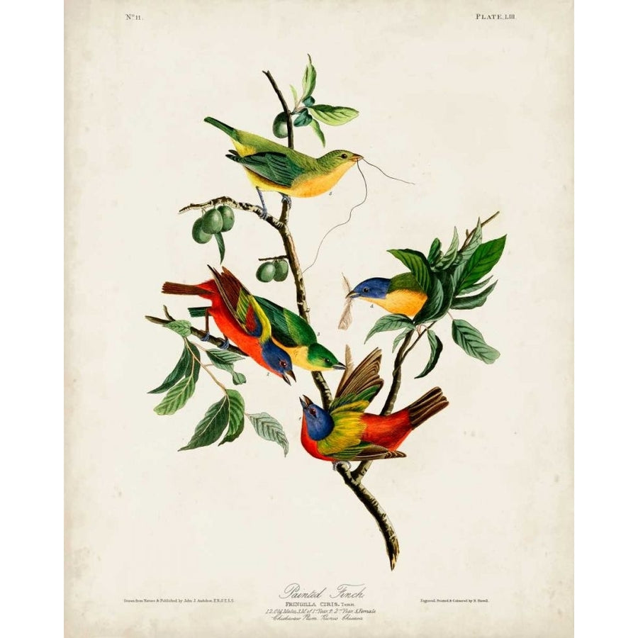 Pl 53 Painted Finch Poster Print - John James Audubon-VARPDX168643Z Image 1