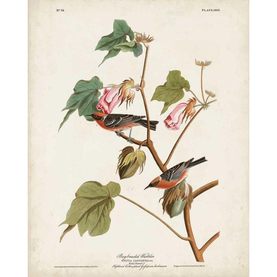 Pl 69 Bay-breasted Warbler Poster Print - John James Audubon-VARPDX168650Z Image 1