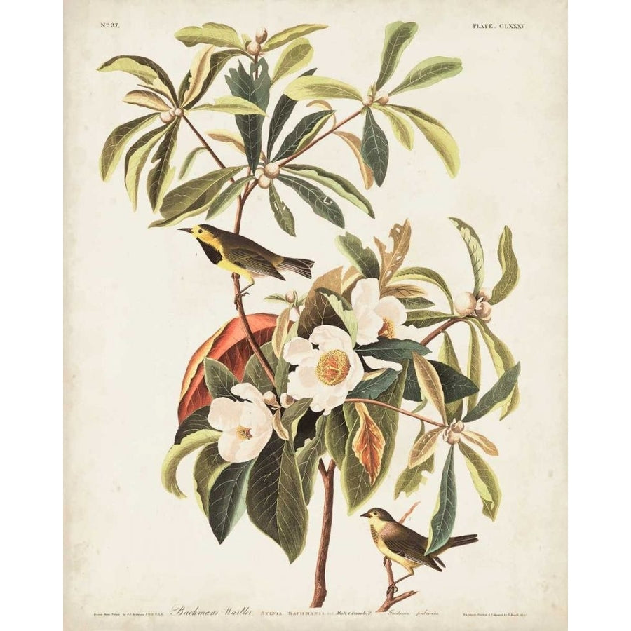 Pl 185 Bachmans Warbler Poster Print - John James Audubon-VARPDX168660Z Image 1