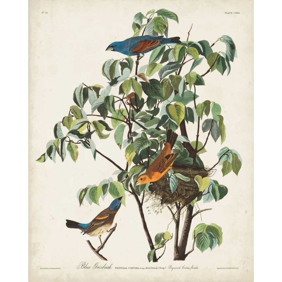 Pl 122 Blue Grosbeak Poster Print - John James Audubon-VARPDX168671Z Image 1