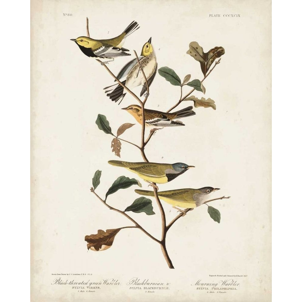 Pl 399 Black-throated Green Warbler Poster Print - John James Audubon-VARPDX168691Z Image 1