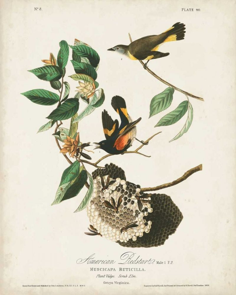 Pl 40 American Redstart Poster Print - John James Audubon-VARPDX168681Z Image 1