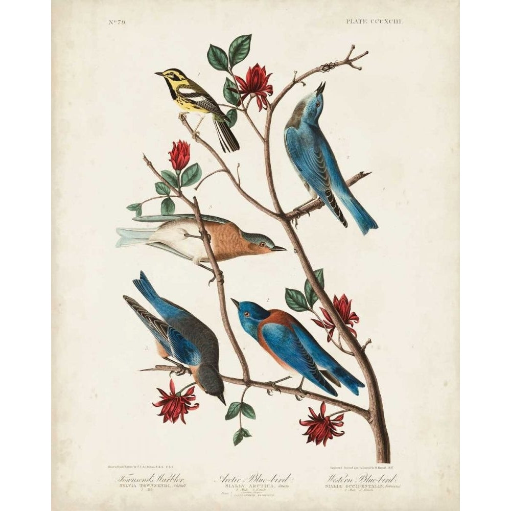 Pl 393 Townsends Warbler Poster Print - John James Audubon-VARPDX168689Z Image 1