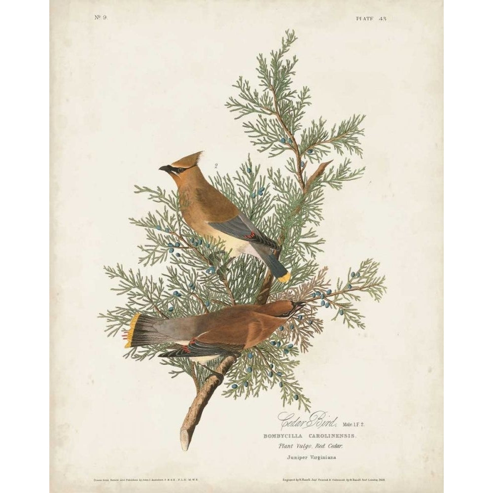 Pl 43 Cedar Bird Poster Print - John James Audubon-VARPDX168683Z Image 1