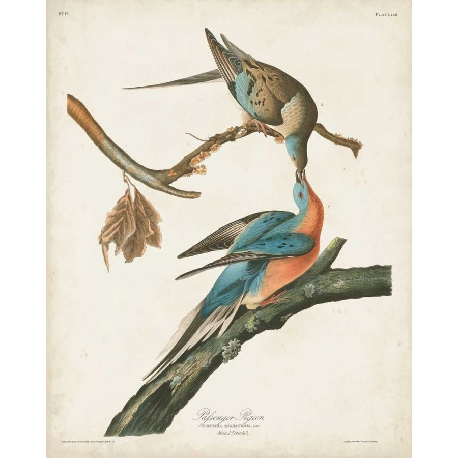 Pl 62 Passenger Pigeon Poster Print - John James Audubon-VARPDX168682Z Image 1