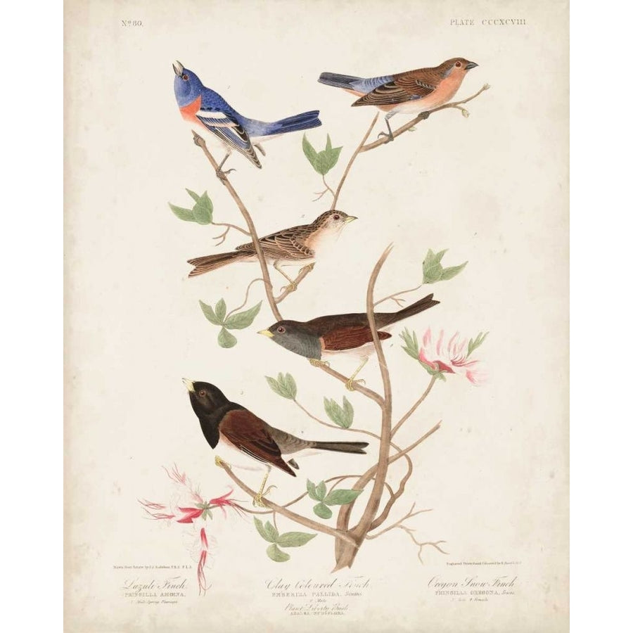 Pl 398 Lazuli Finch Poster Print - John James Audubon-VARPDX168690Z Image 1