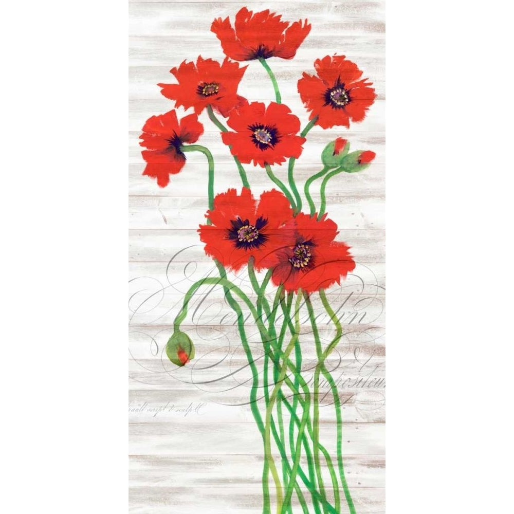 Red Poppy Panel I Poster Print - Tim OToole-VARPDX168936Z Image 1