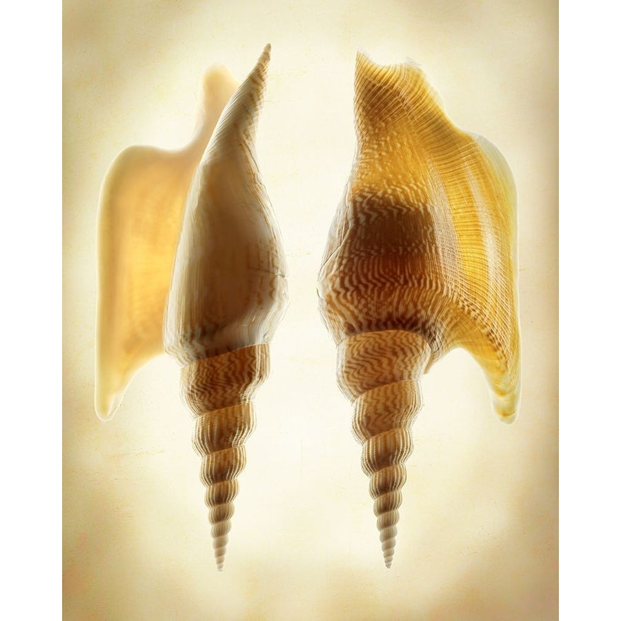 Listers Conch 2 Poster Print by Richard Reynolds-VARPDX1689 Image 1