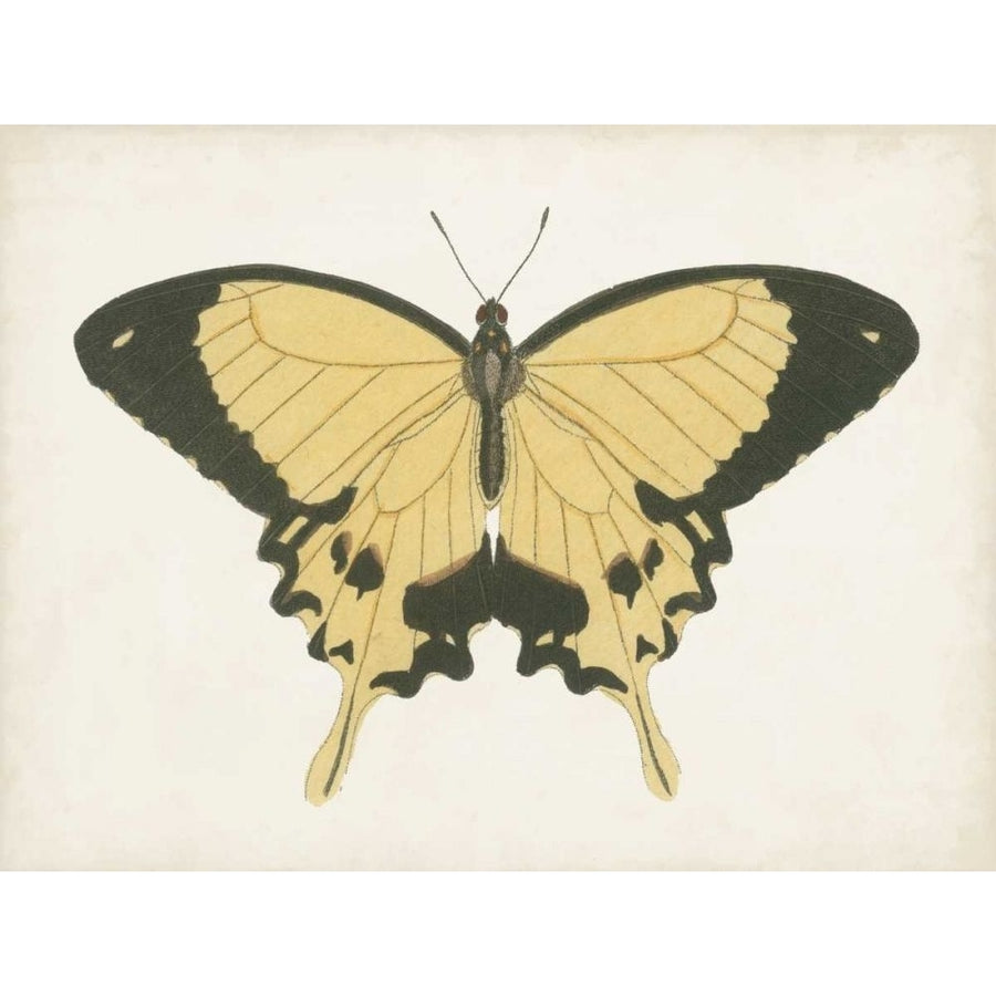 Beautiful Butterfly I Poster Print - Studio Vision-VARPDX169259Z Image 1