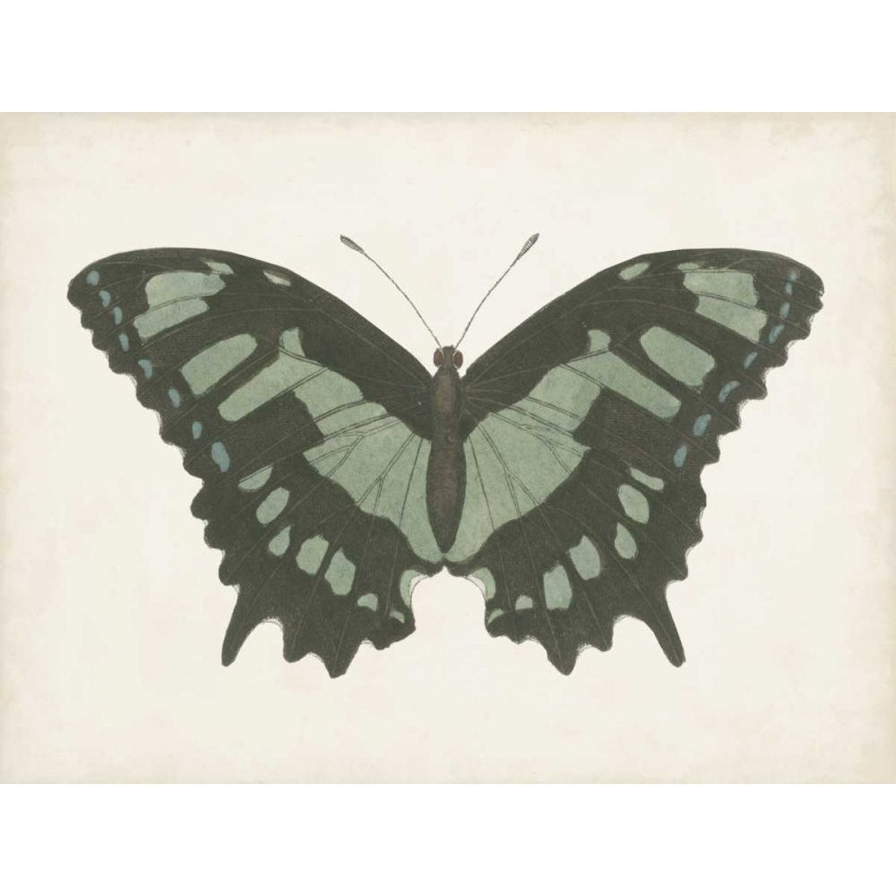 Beautiful Butterfly II Poster Print - Studio Vision-VARPDX169260Z Image 1