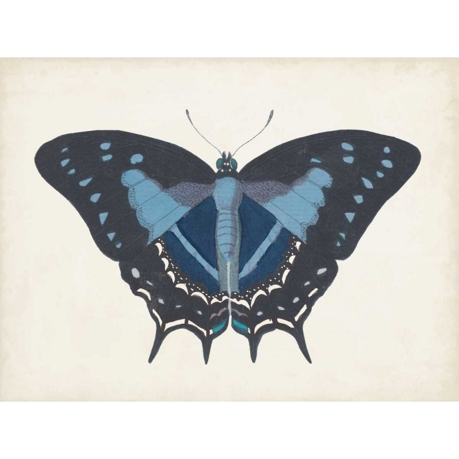 Beautiful Butterfly III Poster Print - Studio Vision-VARPDX169261Z Image 1