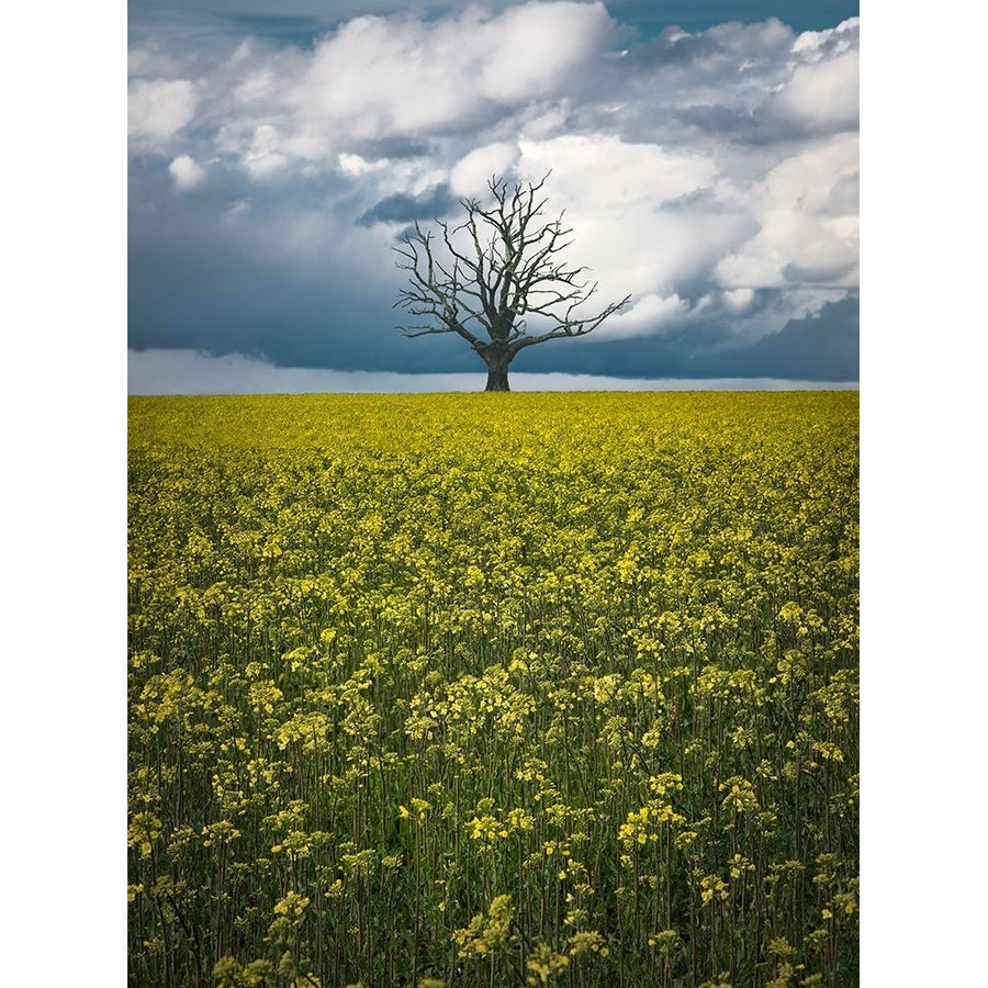 Oaktree On Canolafield Poster Print - Christian Lindsten-VARPDX1693139 Image 1