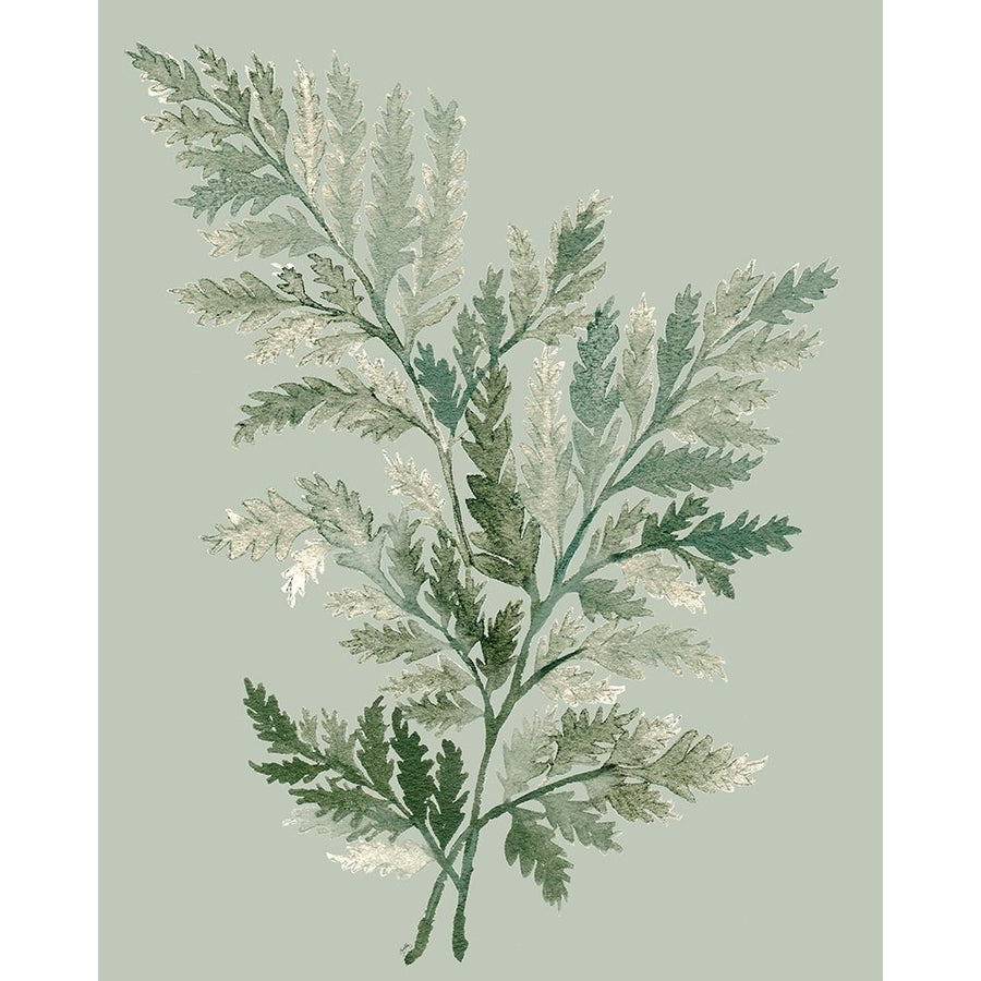 Tonal Green Ferns I Poster Print - Elizabeth Medley-VARPDX16936A Image 1