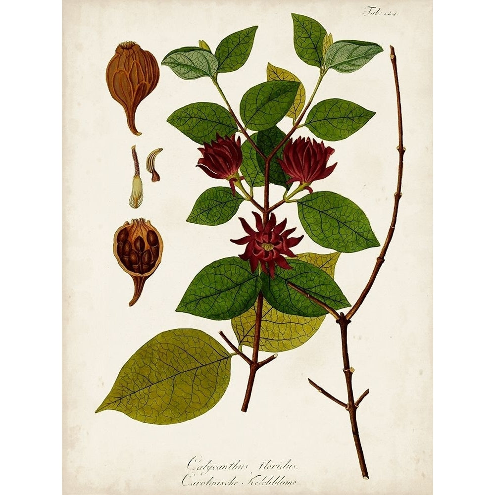 Antique Greenery I Poster Print - Unknown-VARPDX169773Z Image 1