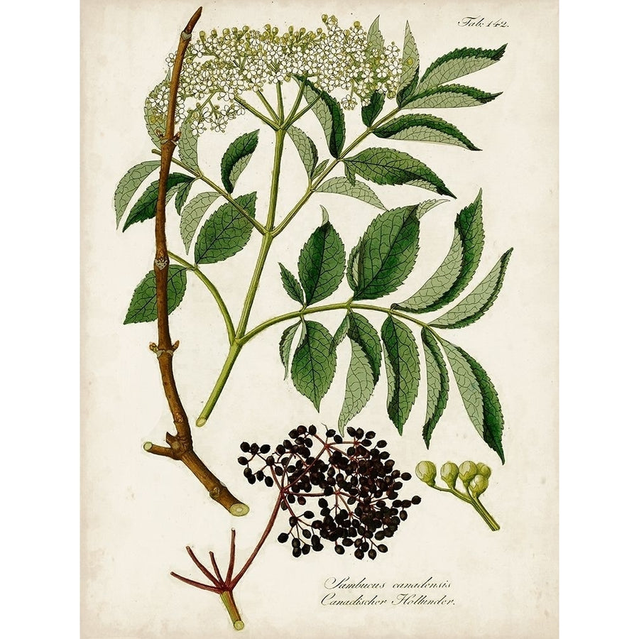 Antique Greenery V Poster Print - Unknown-VARPDX169777Z Image 1