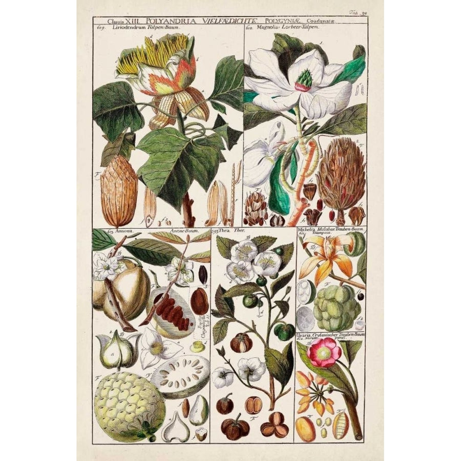 Magnolia Chart Poster Print - Unknown-VARPDX169792Z Image 1