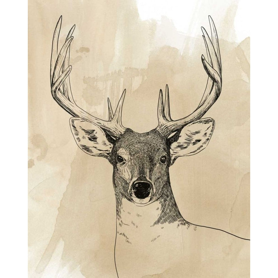 Burnished Buck II Poster Print - Grace Popp-VARPDX169986Z Image 1