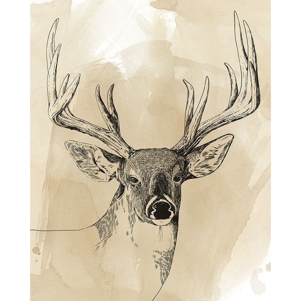 Burnished Buck I Poster Print - Grace Popp-VARPDX169985Z Image 1