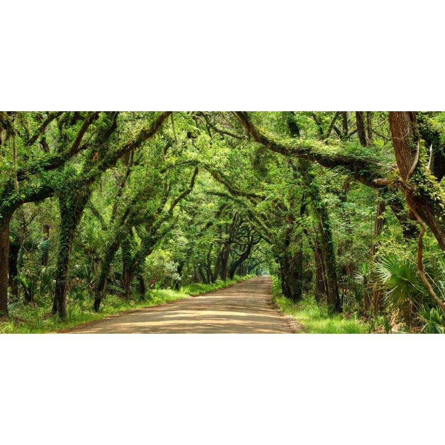 Canopy Road Panorama III Poster Print - James McLoughlin-VARPDX170059Z Image 1