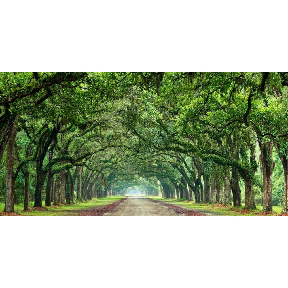 Canopy Road Panorama VI Poster Print - James McLoughlin-VARPDX170062Z Image 1