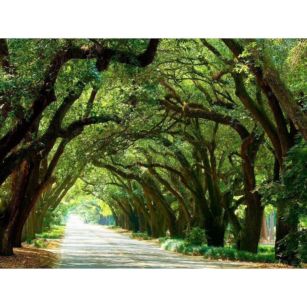 Canopy Road I Poster Print - James McLoughlin-VARPDX170051Z Image 1