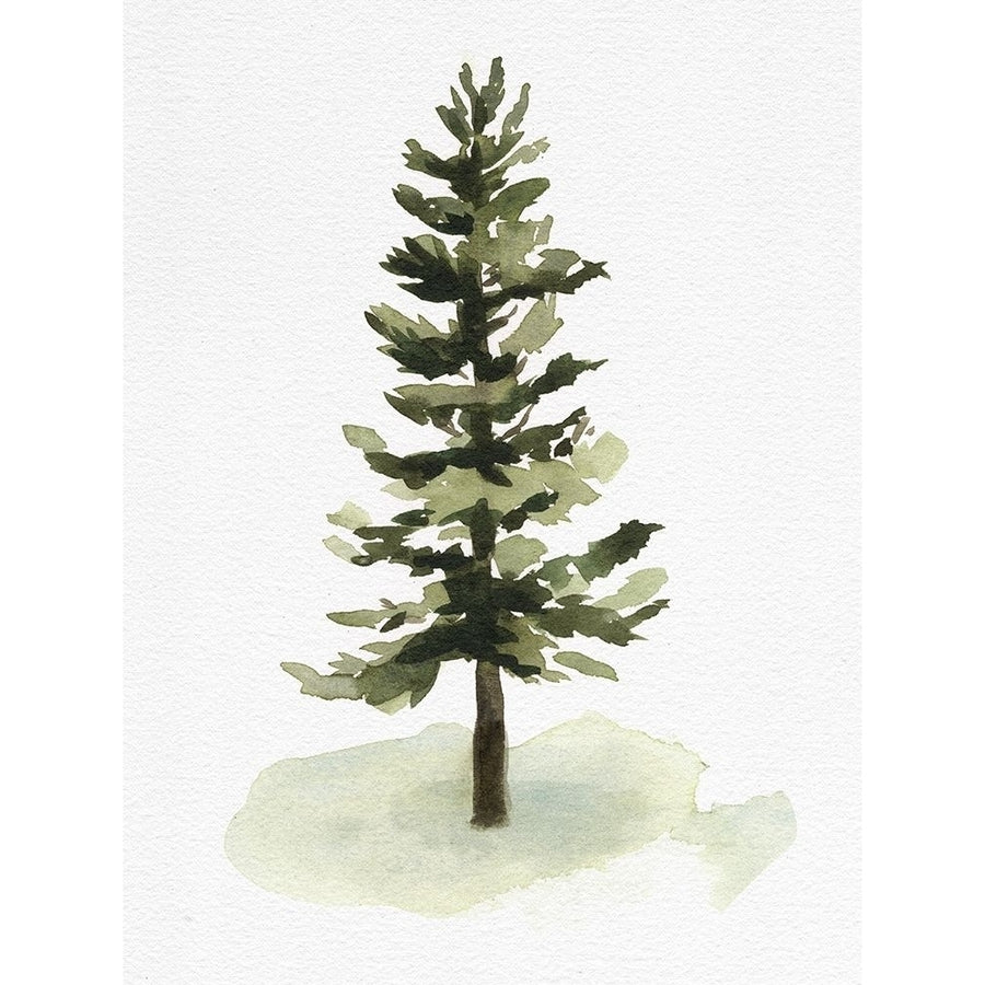 Watercolor Pine II Poster Print - Emma Caroline-VARPDX170551D Image 1