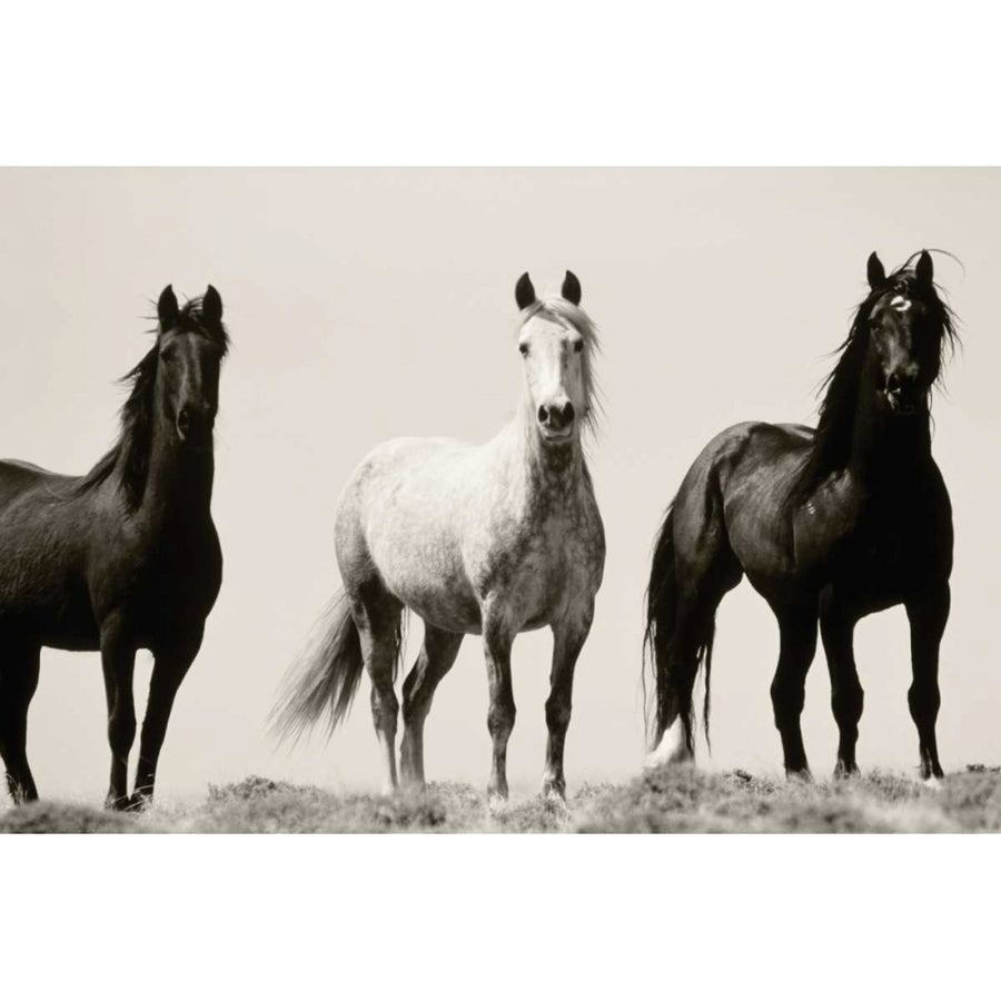 Wild Stallions Poster Print by Danita Delimont-VARPDX17055 Image 1