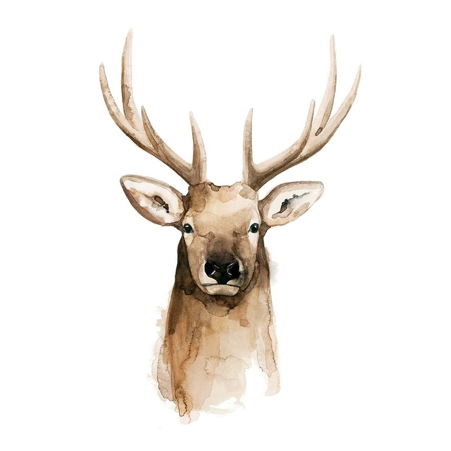 Watercolor Elk Portrait II Poster Print - Grace Popp-VARPDX170570Z Image 1