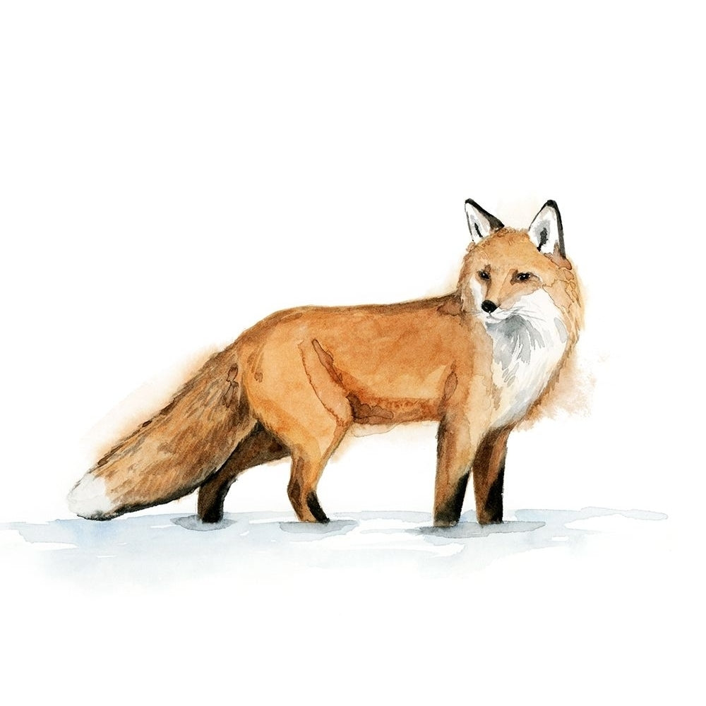 Snow Fox I Poster Print - Grace Popp-VARPDX170575D Image 1