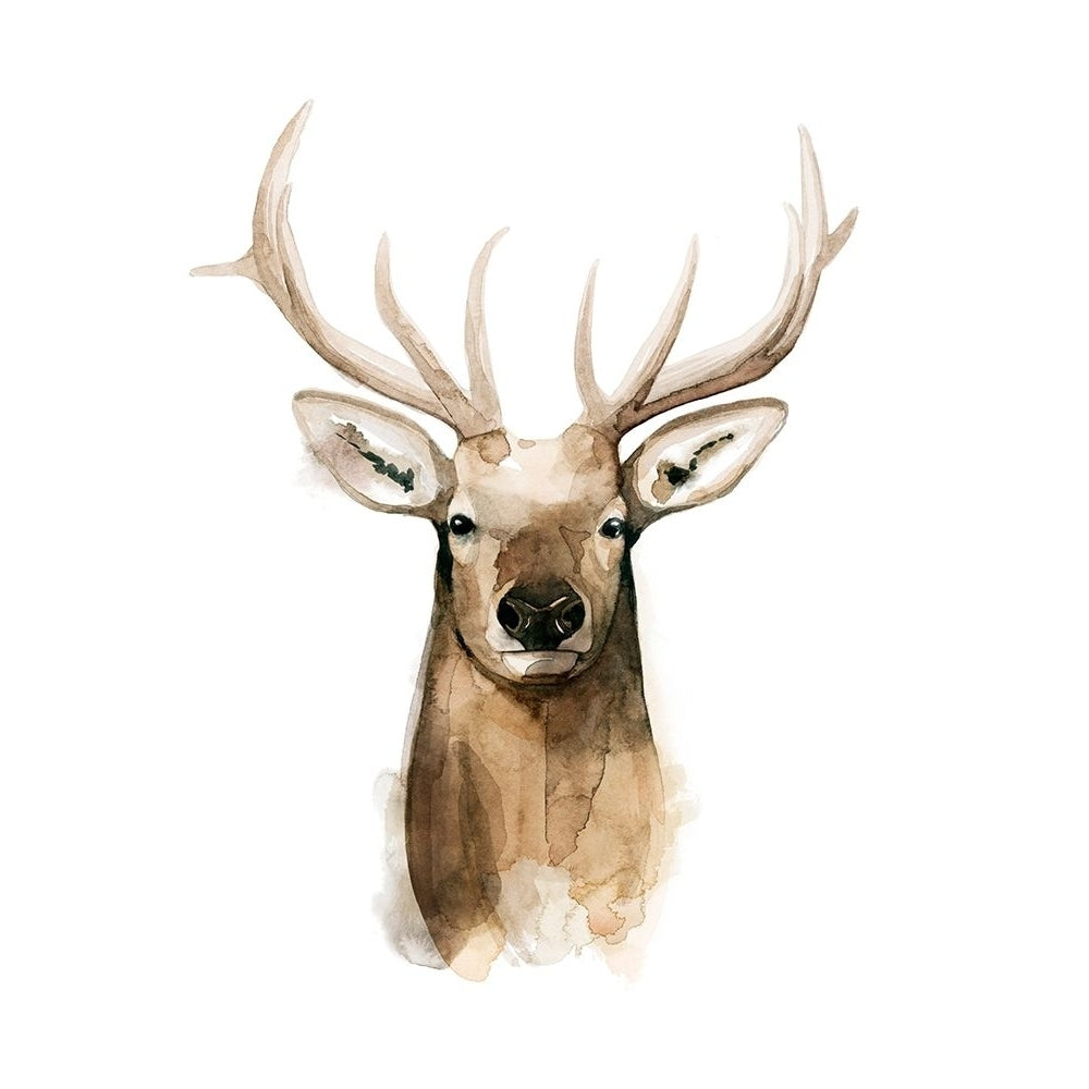 Watercolor Elk Portrait I Poster Print - Grace Popp-VARPDX170569Z Image 1