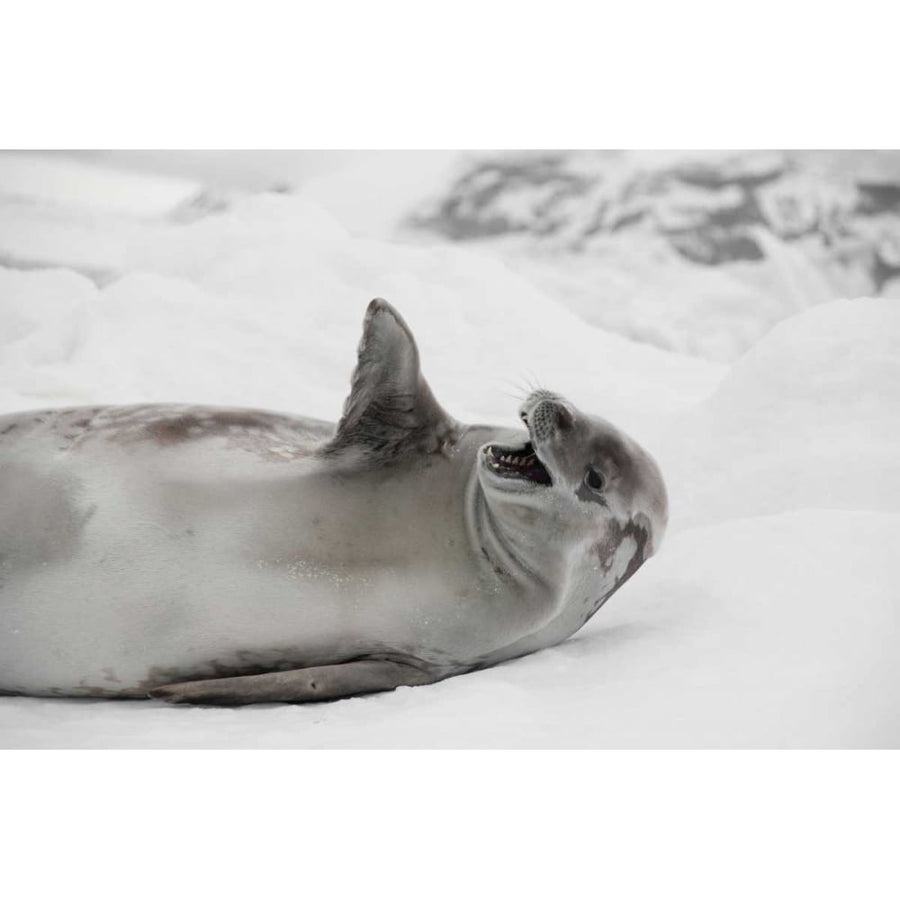 Laughing Seal Poster Print by Danita Delimont-VARPDX17059 Image 1