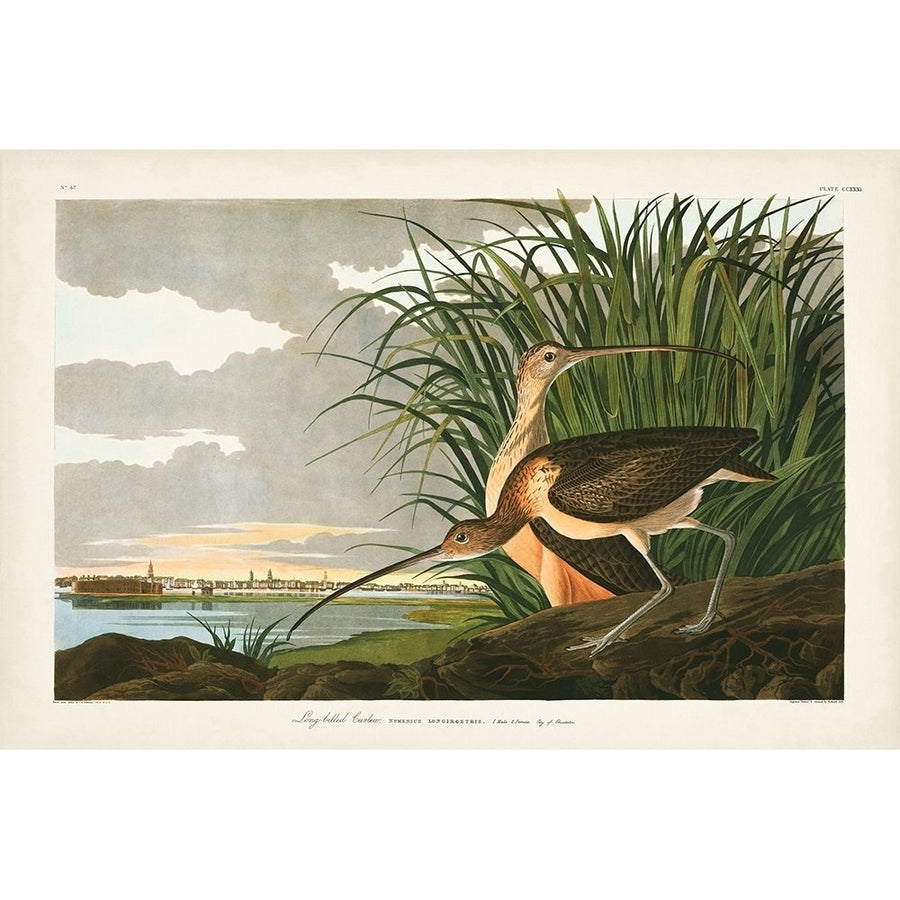 Pl. 231 Long-billed Curlew Poster Print - John James Audubon-VARPDX170763Z Image 1