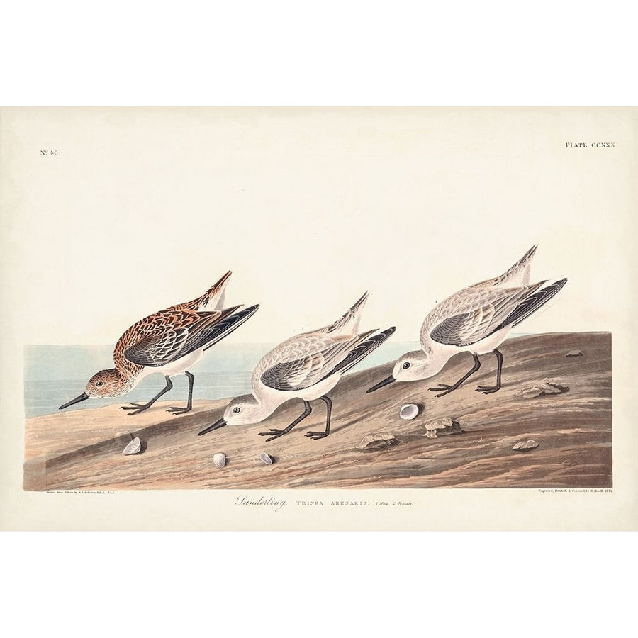 Pl. 230 Sanderling Poster Print - John James Audubon-VARPDX170775Z Image 1