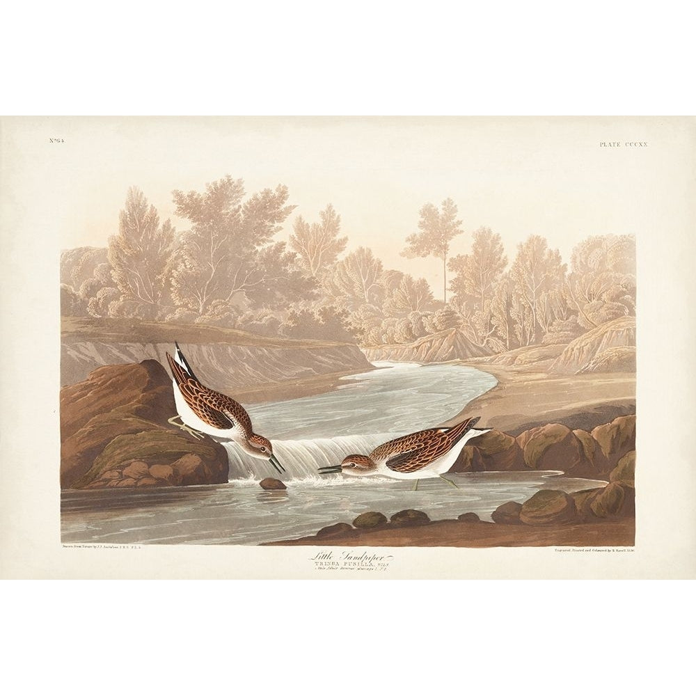 Pl. 320 Little Sandpiper Poster Print - John James Audubon-VARPDX170787Z Image 1