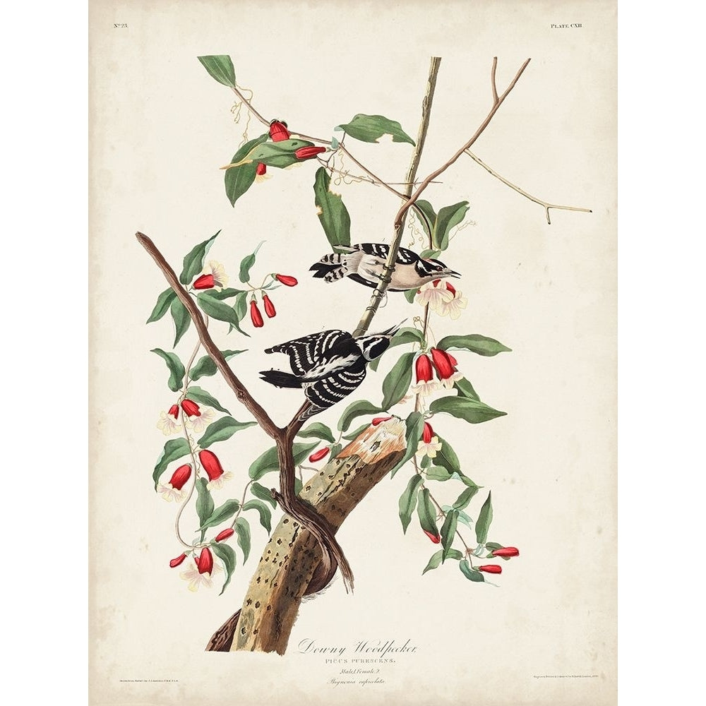 Pl. 112 Downy Woodpecker Poster Print - John James Audubon-VARPDX170793Z Image 1