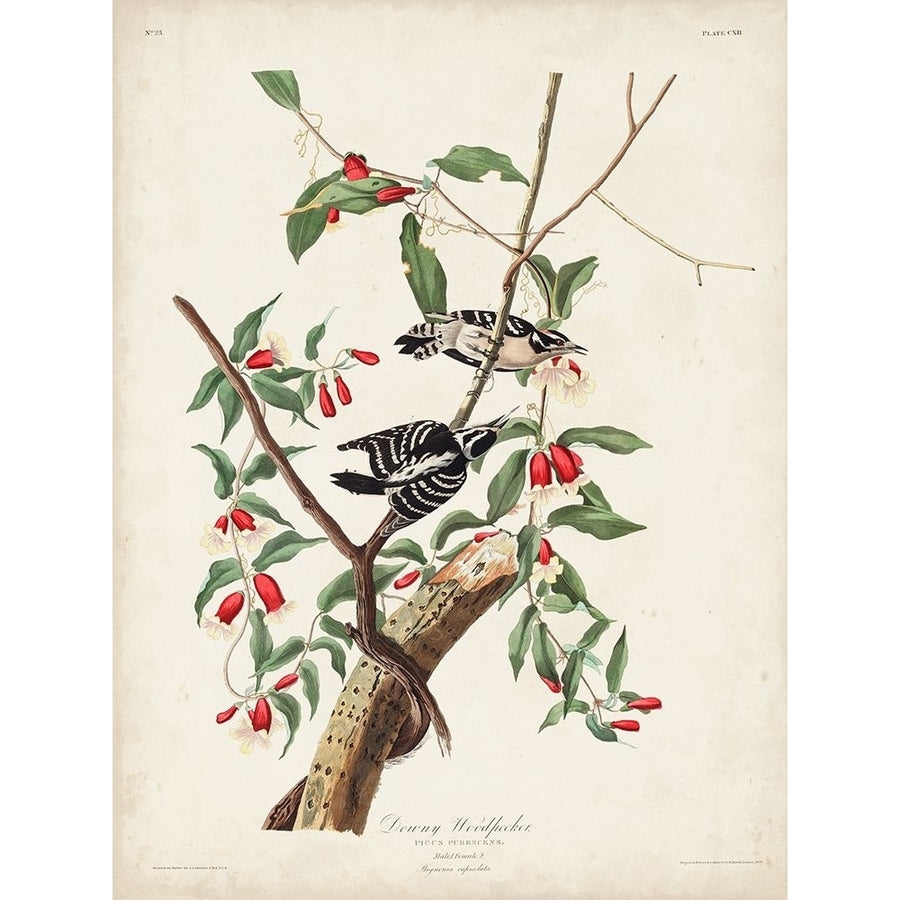 Pl. 112 Downy Woodpecker Poster Print - John James Audubon-VARPDX170793Z Image 1