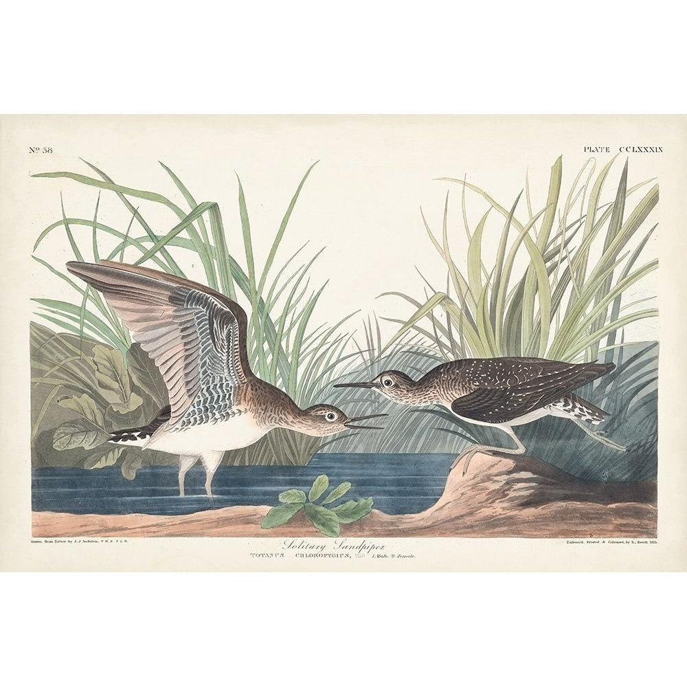 Pl. 289 Solitary Sandpiper Poster Print - John James Audubon-VARPDX170767Z Image 1