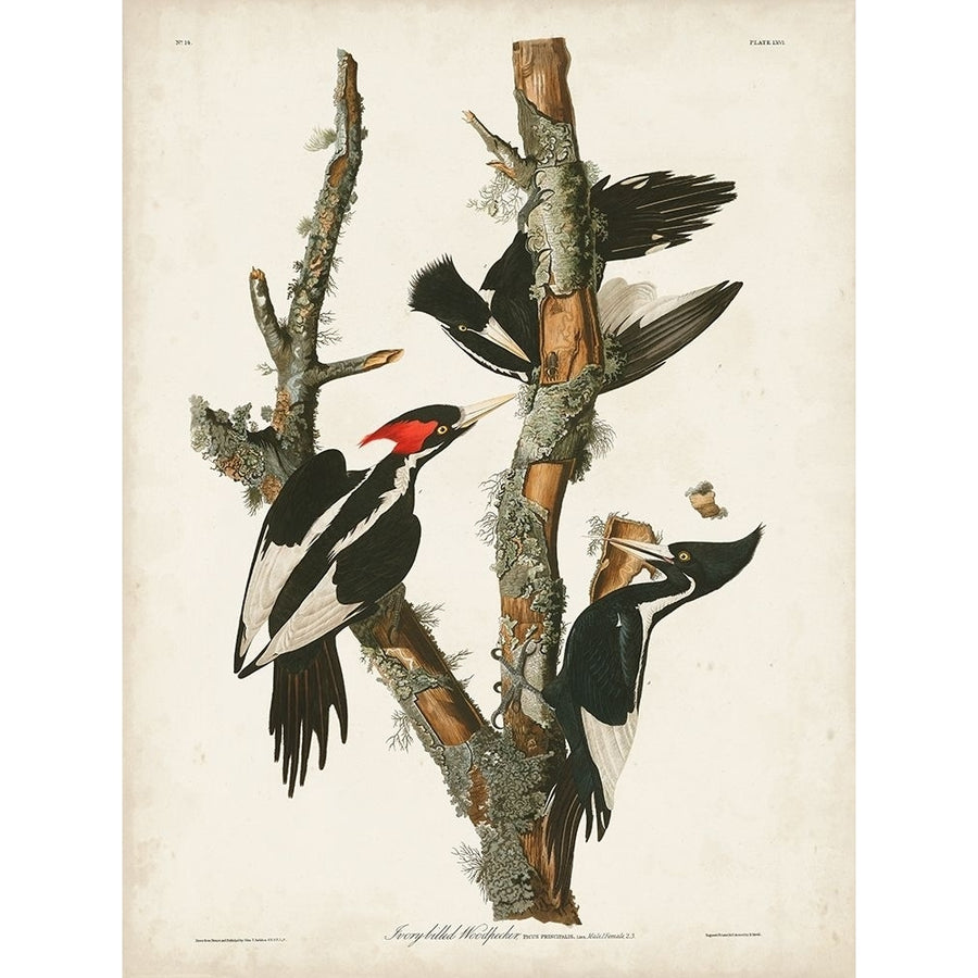 Pl. 66 Ivory-billed Woodpecker Poster Print - John James Audubon-VARPDX170791Z Image 1