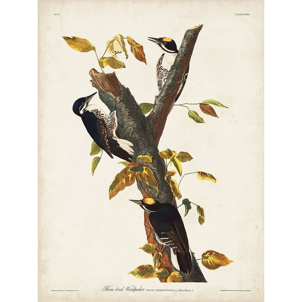 Pl. 132 Three-toed Woodpecker Poster Print - John James Audubon-VARPDX170794Z Image 1