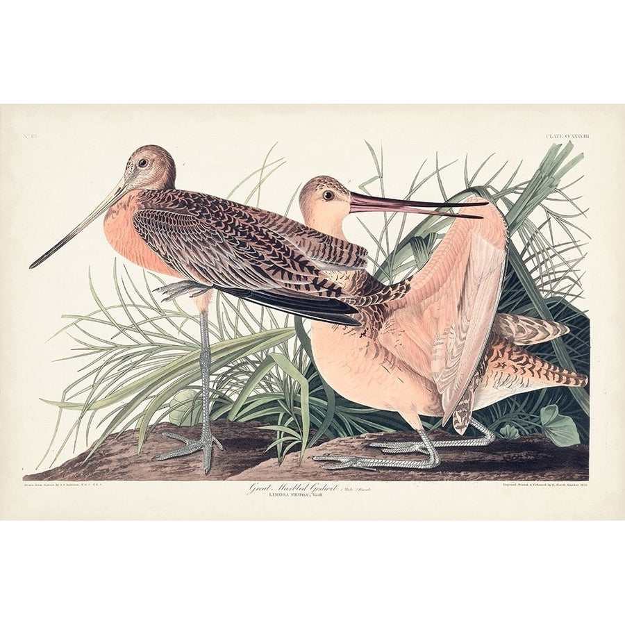 Pl. 238 Great Marbled Godwit Poster Print - John James Audubon-VARPDX170784Z Image 1