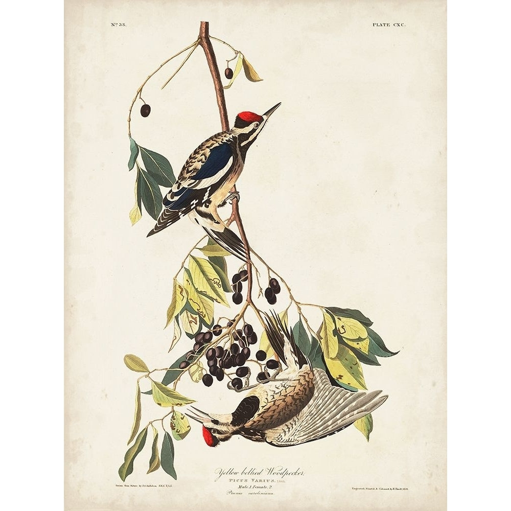 Pl. 190 Yellow-bellied Woodpecker Poster Print - John James Audubon-VARPDX170795Z Image 1