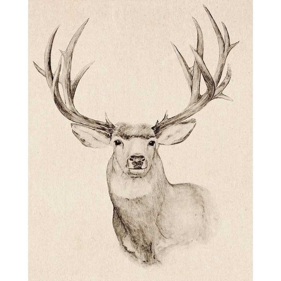 Natural Buck II Poster Print - Annie Warren-VARPDX170888Z Image 1