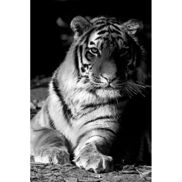 Tiger Repose Poster Print by Danita Delimont-VARPDX17089 Image 1