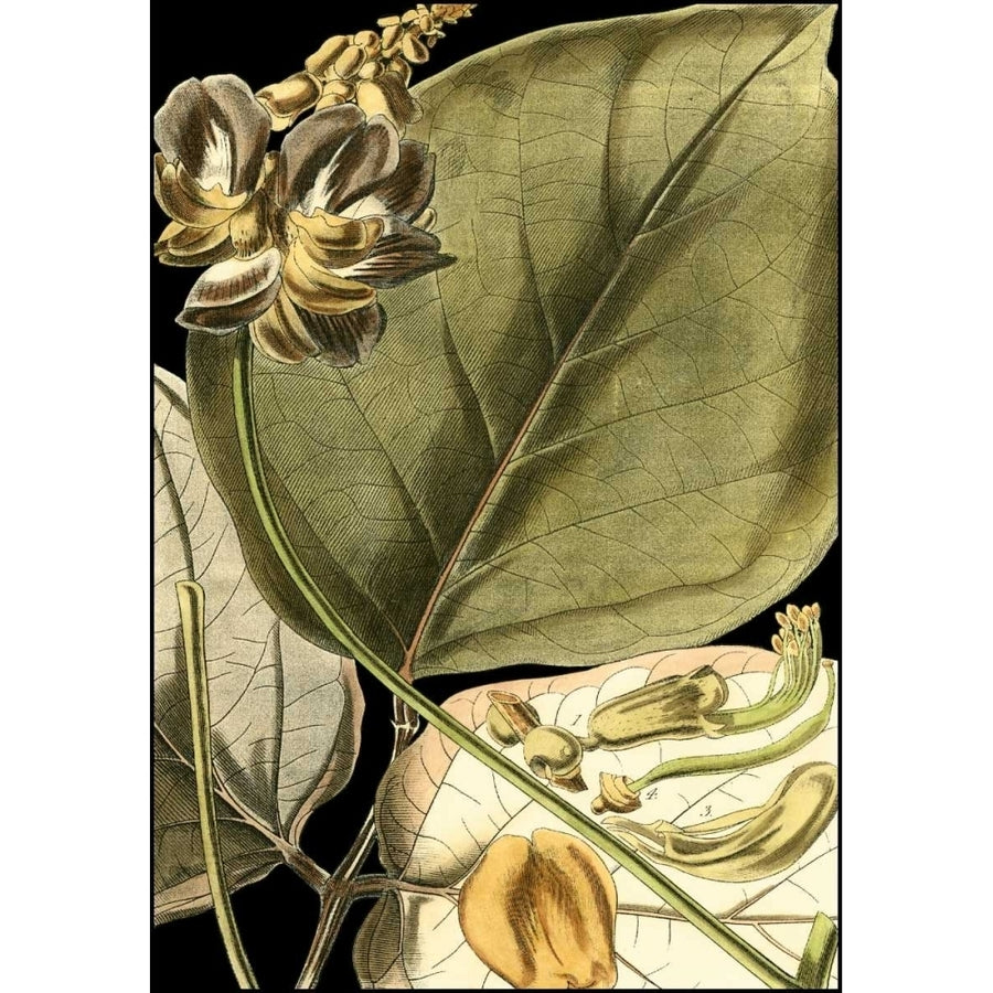 Tranquil Tropical Leaves I Poster Print - Studio Vision-VARPDX17098Z Image 1