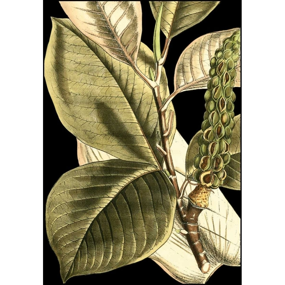 Tranquil Tropical Leaves II Poster Print - Studio Vision-VARPDX17099Z Image 1